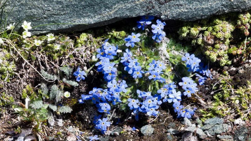 Dalla Val d''Aosta:: Eritrichium nanum (Boraginaceae)